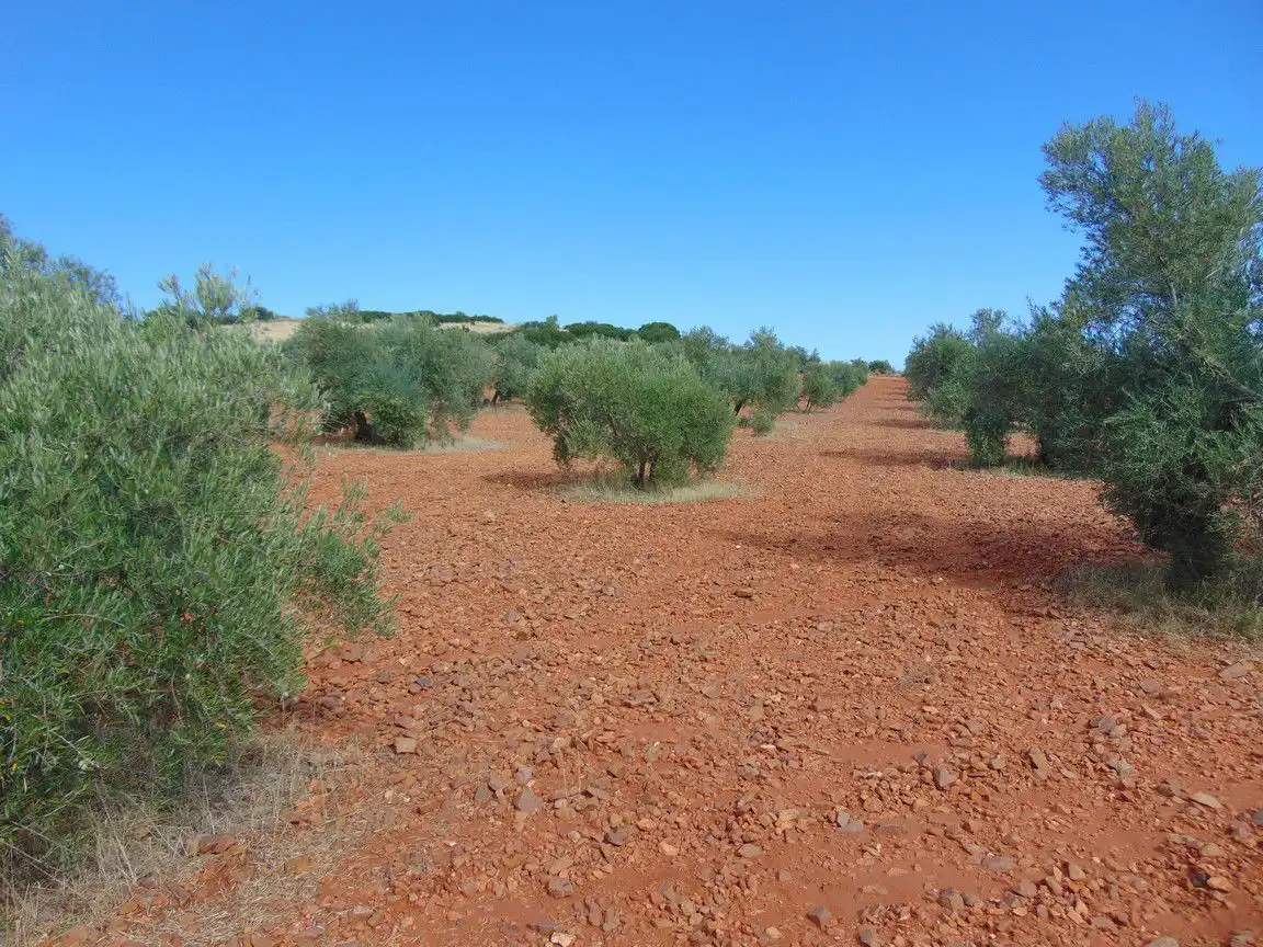 Rural land for sale in Valdepeñas, imagen 6