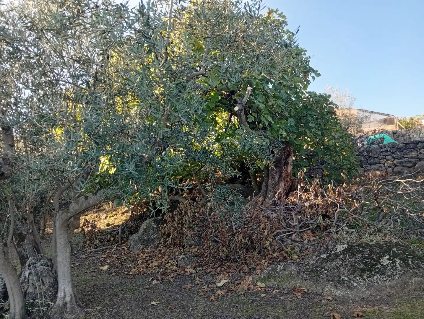 Terreni e lotti in vendita a Villanueva de la Vera, imagen 69