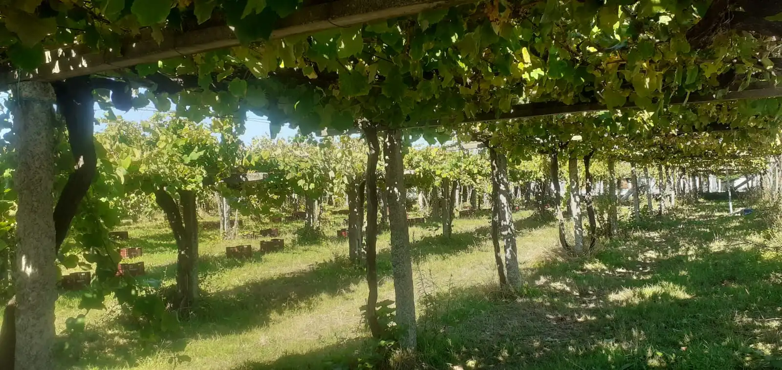 Wohnbaugrundstück zum Verkauf in Aldea Coirón 57, imagen 2