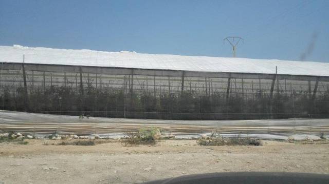 Terreno en Venta en N/A, 1B en Oliveros - Altamira