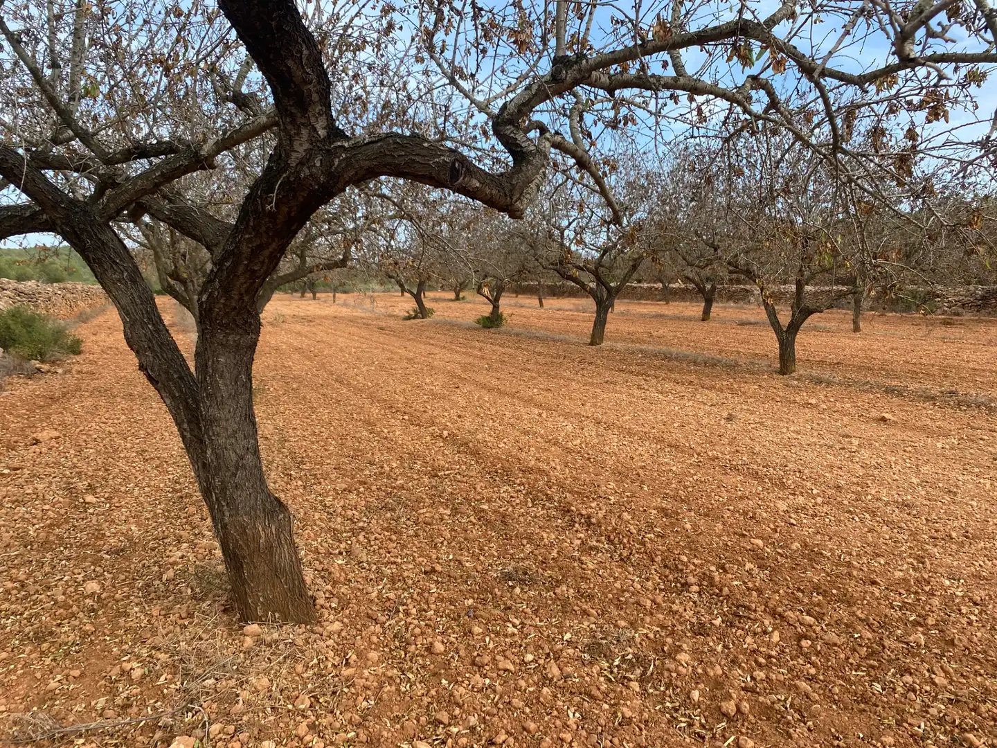 Terrain rustique à vendre à Carrer Camí de Montferri, imagen 11