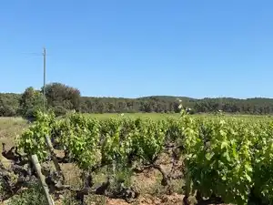 Terreno en venta en L'Arboç