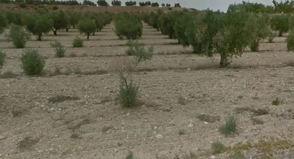 Rural land for sale in Partida los Cabezos 61