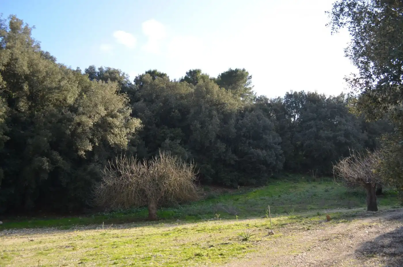 Casa rústica amb jardí en venda a Sant Llorenç des Cardassar, imagen 22