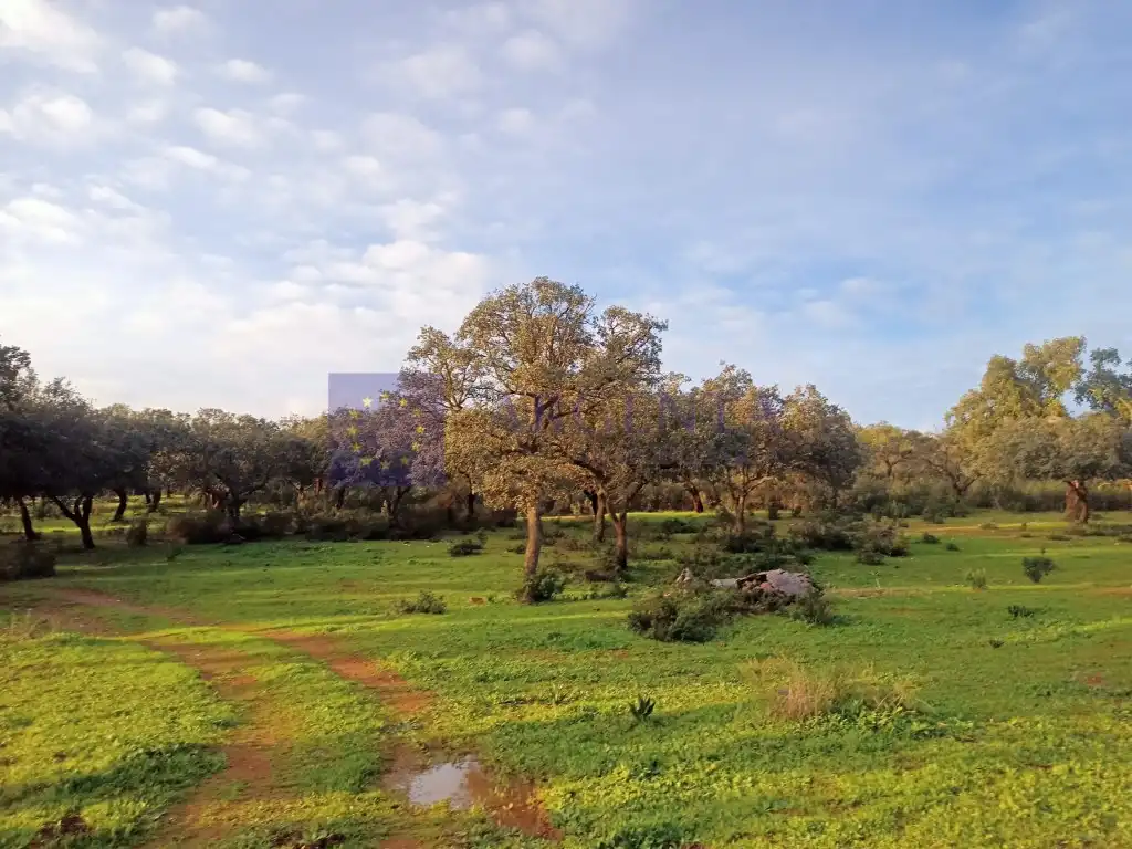 Casa o xalet en venda a Oeste