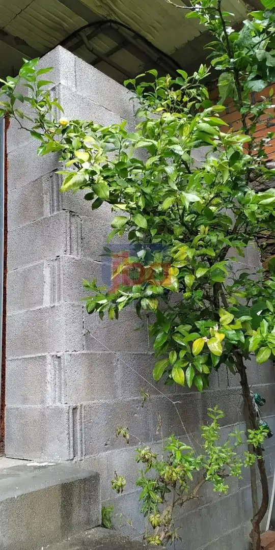 Vista exterior de Casa o chalet en venta en Castrelo de Miño con Calefacción y Amueblado