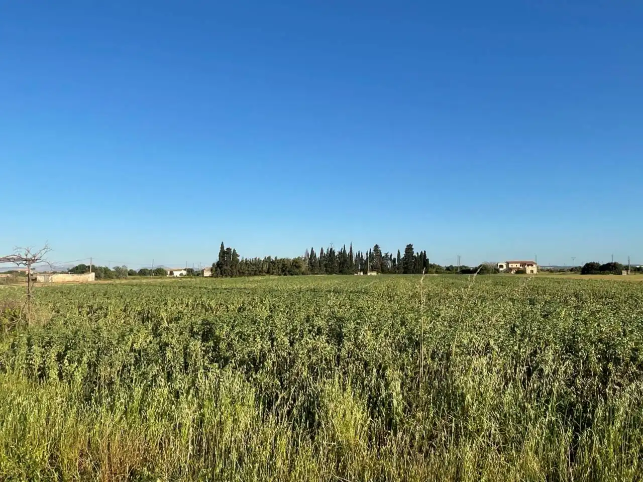 Rustikales Grundstück zum Verkauf in Sa Pobla, imagen 4
