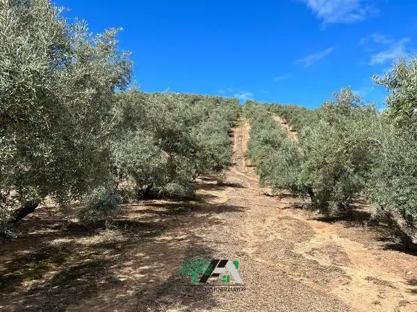 Terreni e lotti in vendita a Calle Llano 41