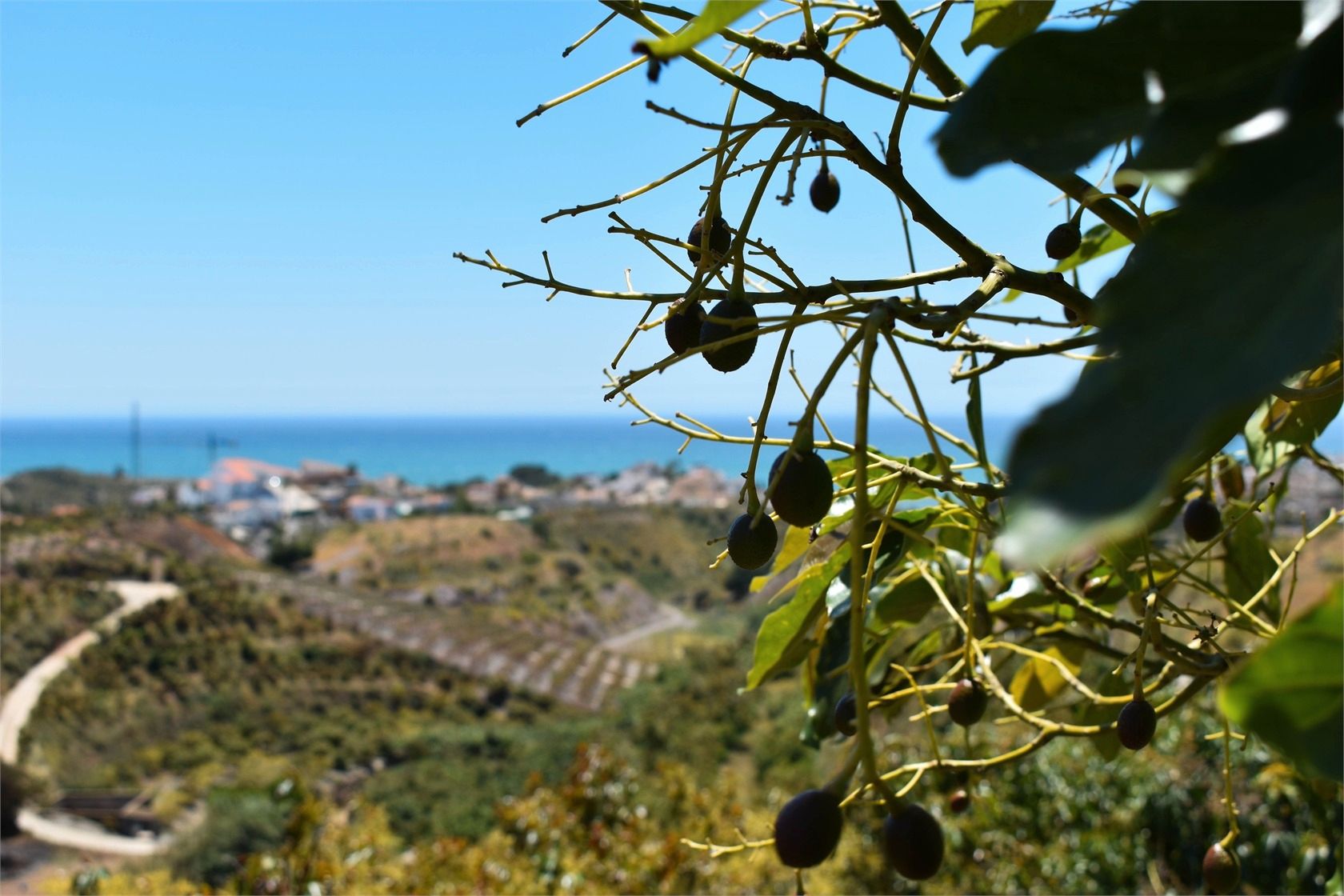 Jardí de Finca rústica en venda en Vélez-Málaga