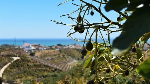 Foto 4 de Finca rústica en venda a Diseminado Almayate Bajo, Almayate, Málaga
