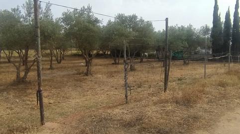 Photo 4 of Land for rent in N/a, -1, Pedanías Norte, Utrera