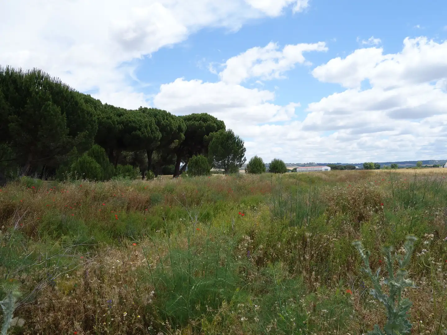 Land for sale in Alcazarén