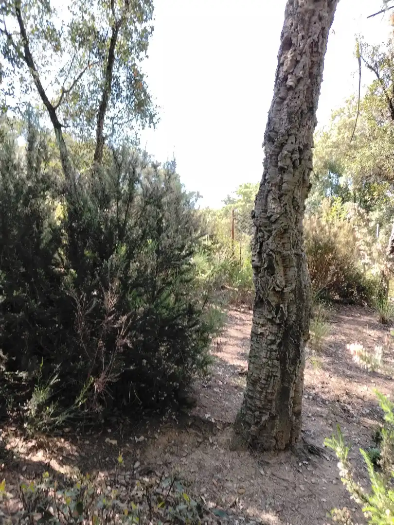 Wohnbaugrundstück zum Verkauf in Urbanització Boscos Montnegre, imagen 5