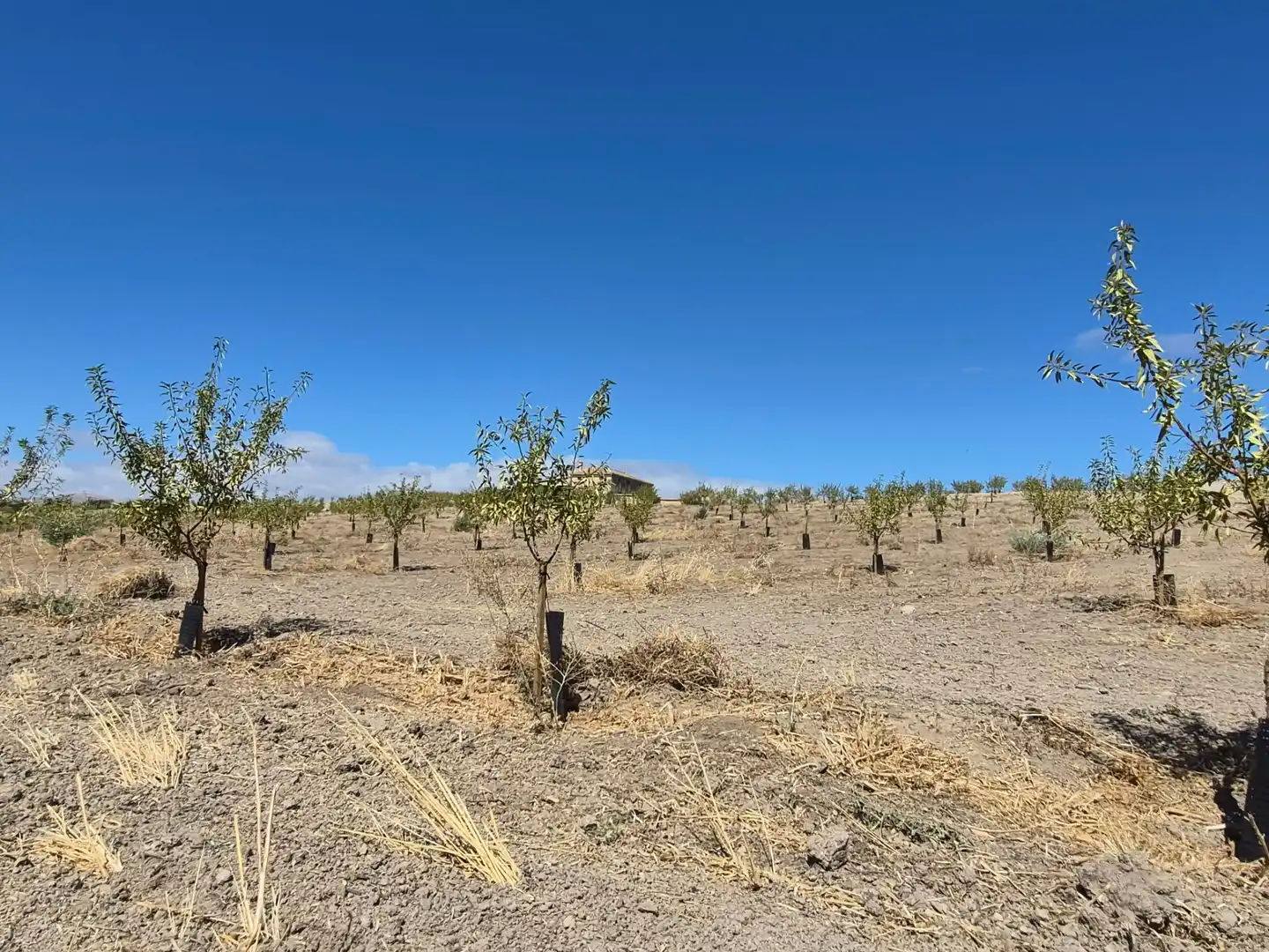 Terreny rústic en venda a Alhama de Granada, imagen 19
