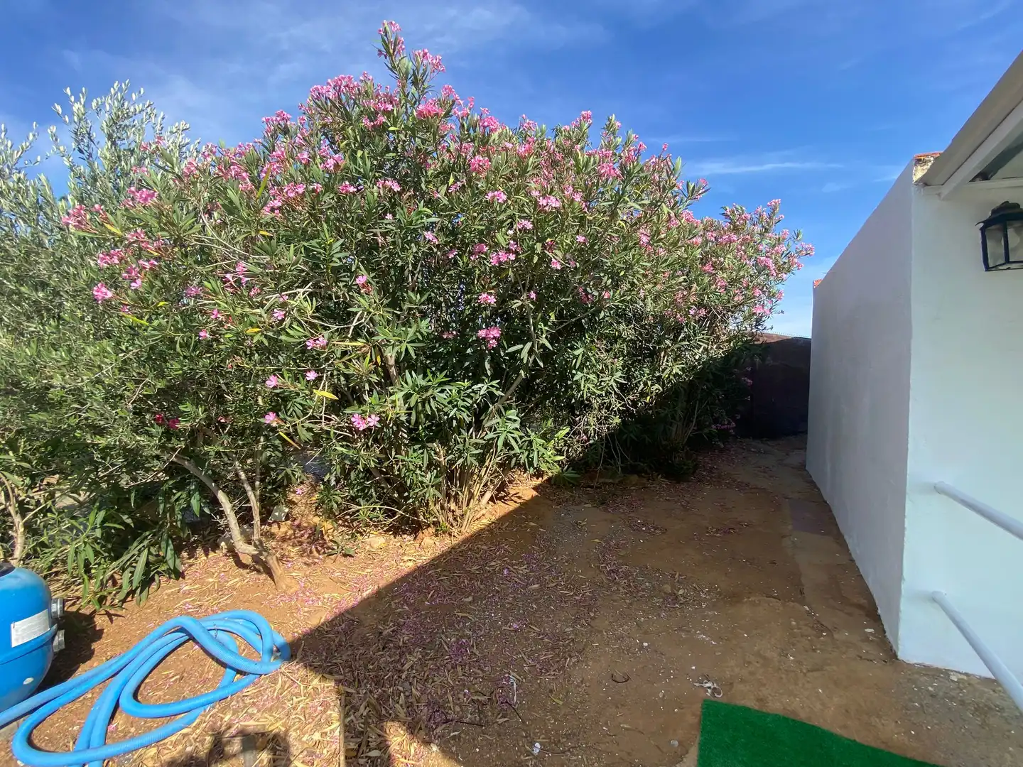 Jardí de Finca rústica de lloguer en Carmona amb Jardí privat