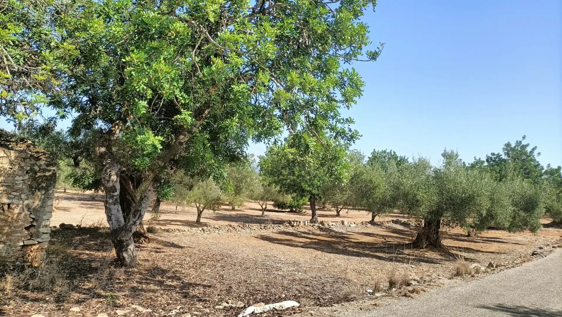 Terrain rustique à vendre à Camí de la Ferrereta 17, imagen 9