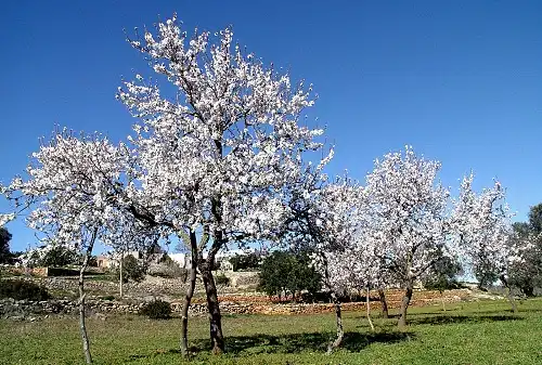 Garden of Land for sale in Belvís de Monroy