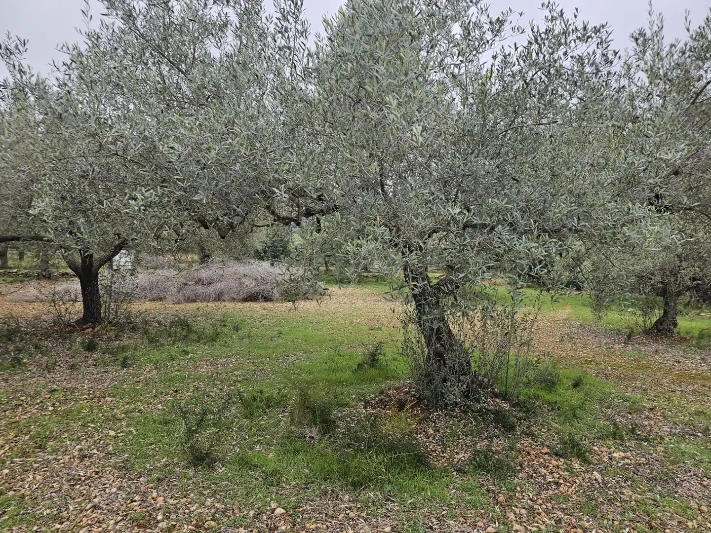 Finca rústica en venta en La Ràpita