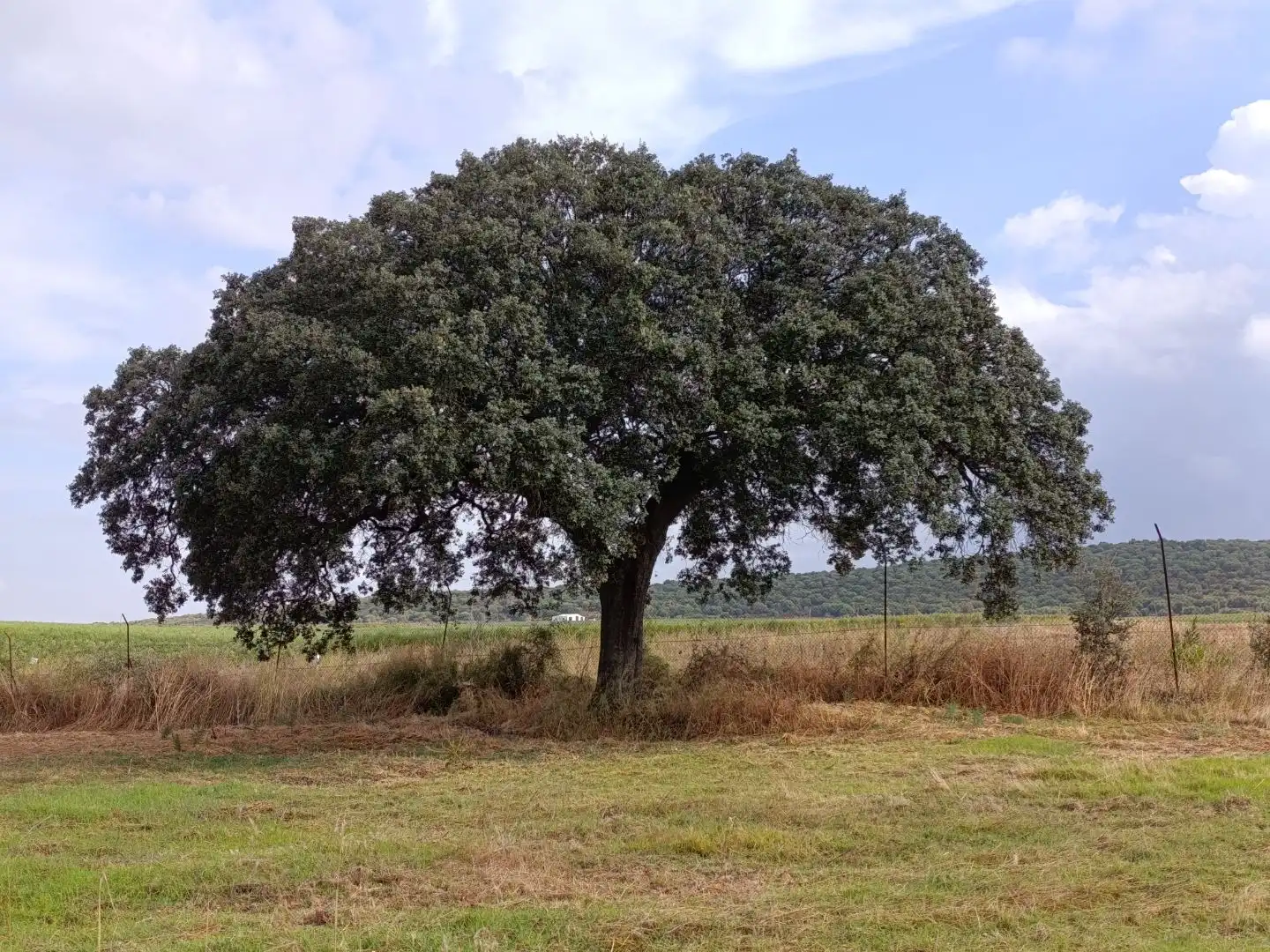 Country homes for sale in Olivenza, Badajoz