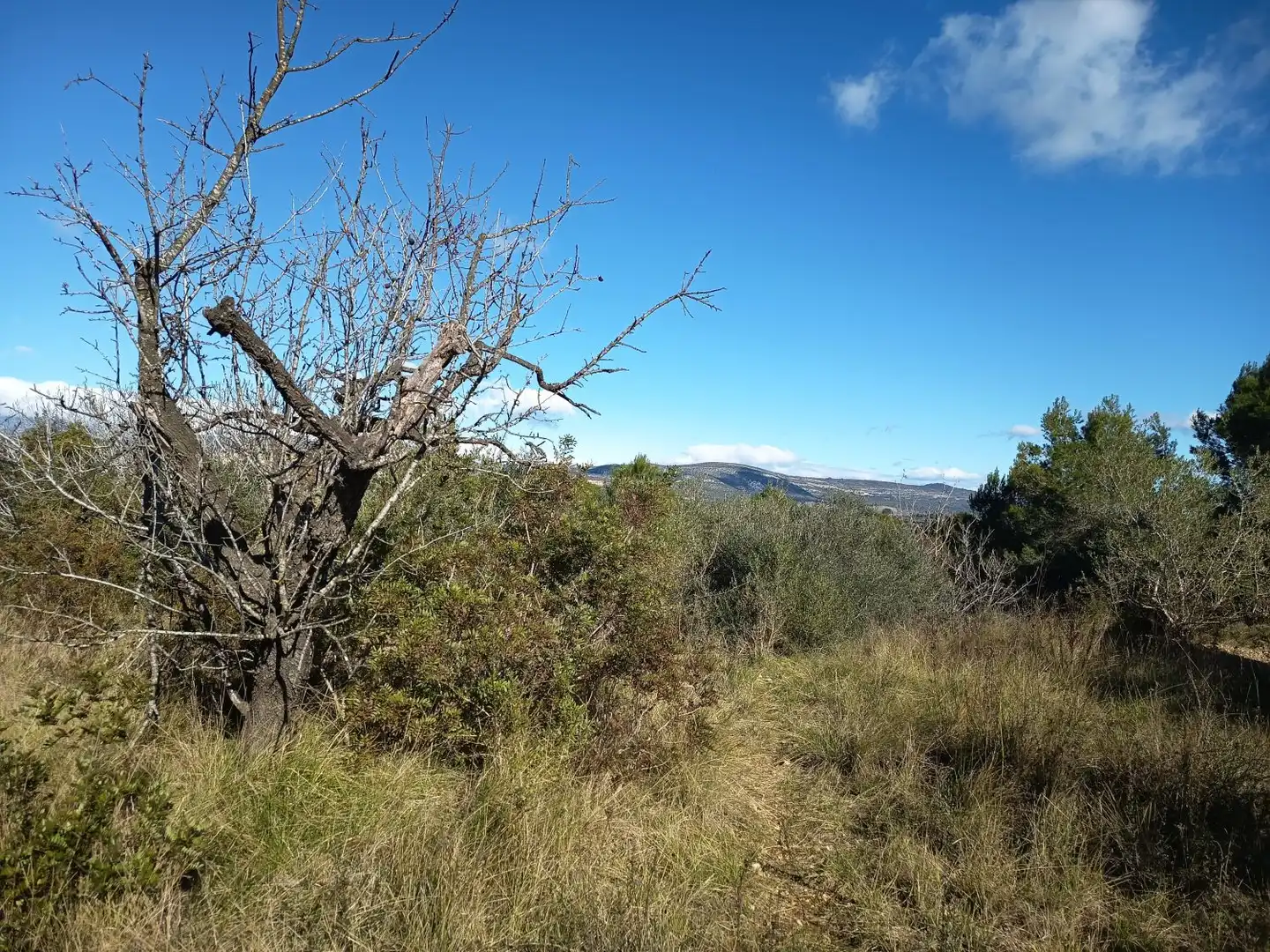 Finca rústica en venda en Ulldecona