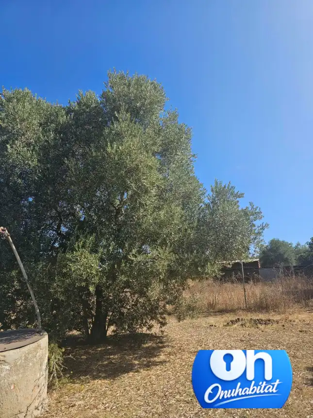 Terrenos y solares en venta en Gibraleón, imagen 5