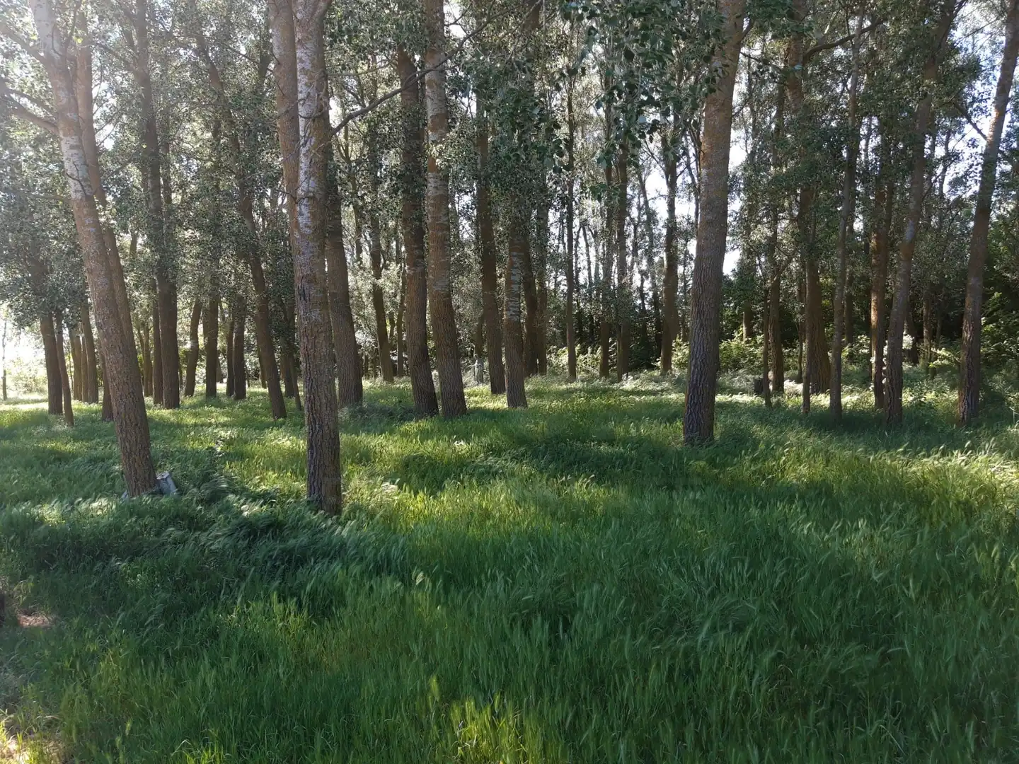 Terreno en venta en Aguilar de Campos