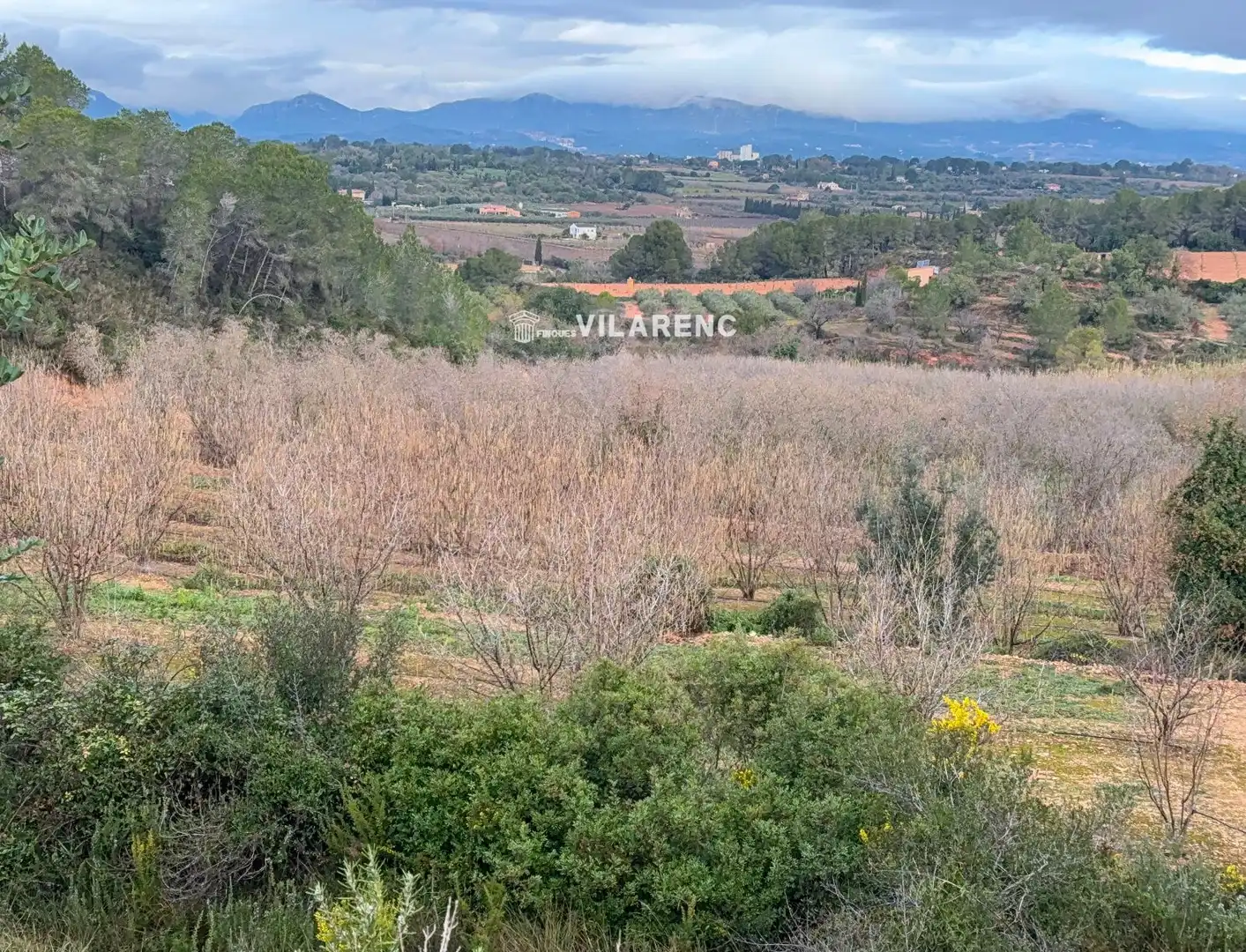 Terrain rustique à vendre à Vallmoll, imagen 3