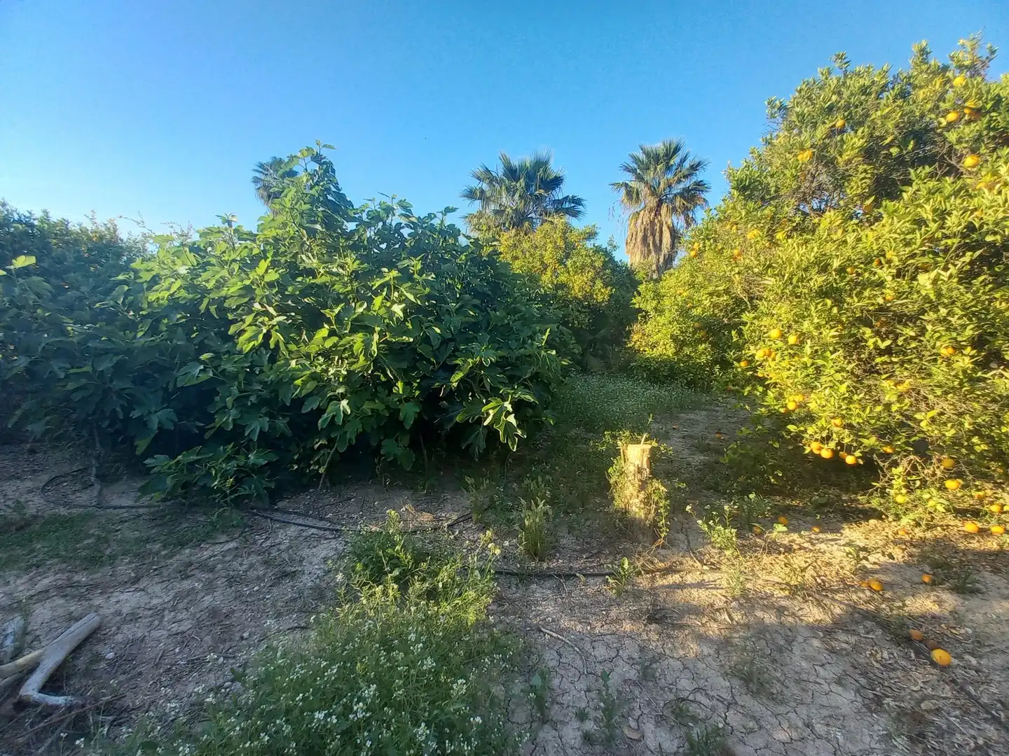 Casa o chalet en venta en Elche / Elx