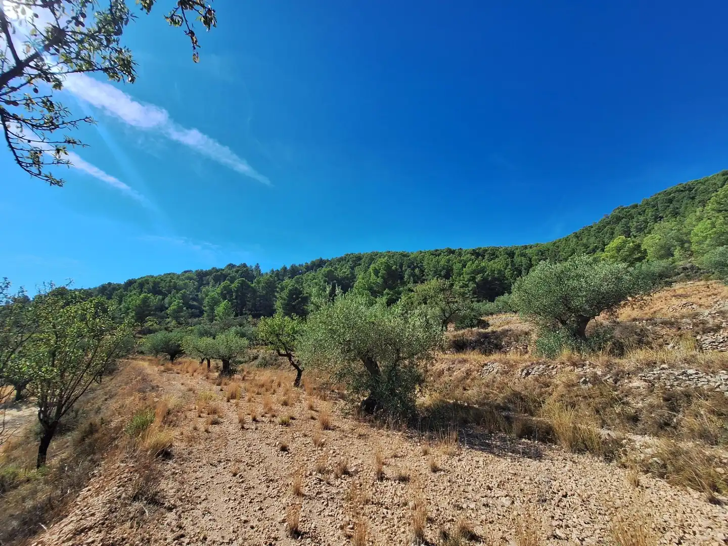 Rural land for sale in Castalla, imagen 2