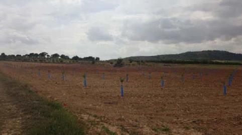 Photo 5 of Land for sale in Pulpillo - Diseminado de Campo Arriba, Yecla, Murcia
