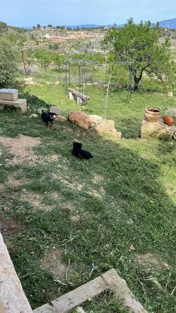 Jardí de Casa o xalet en venda en Mula