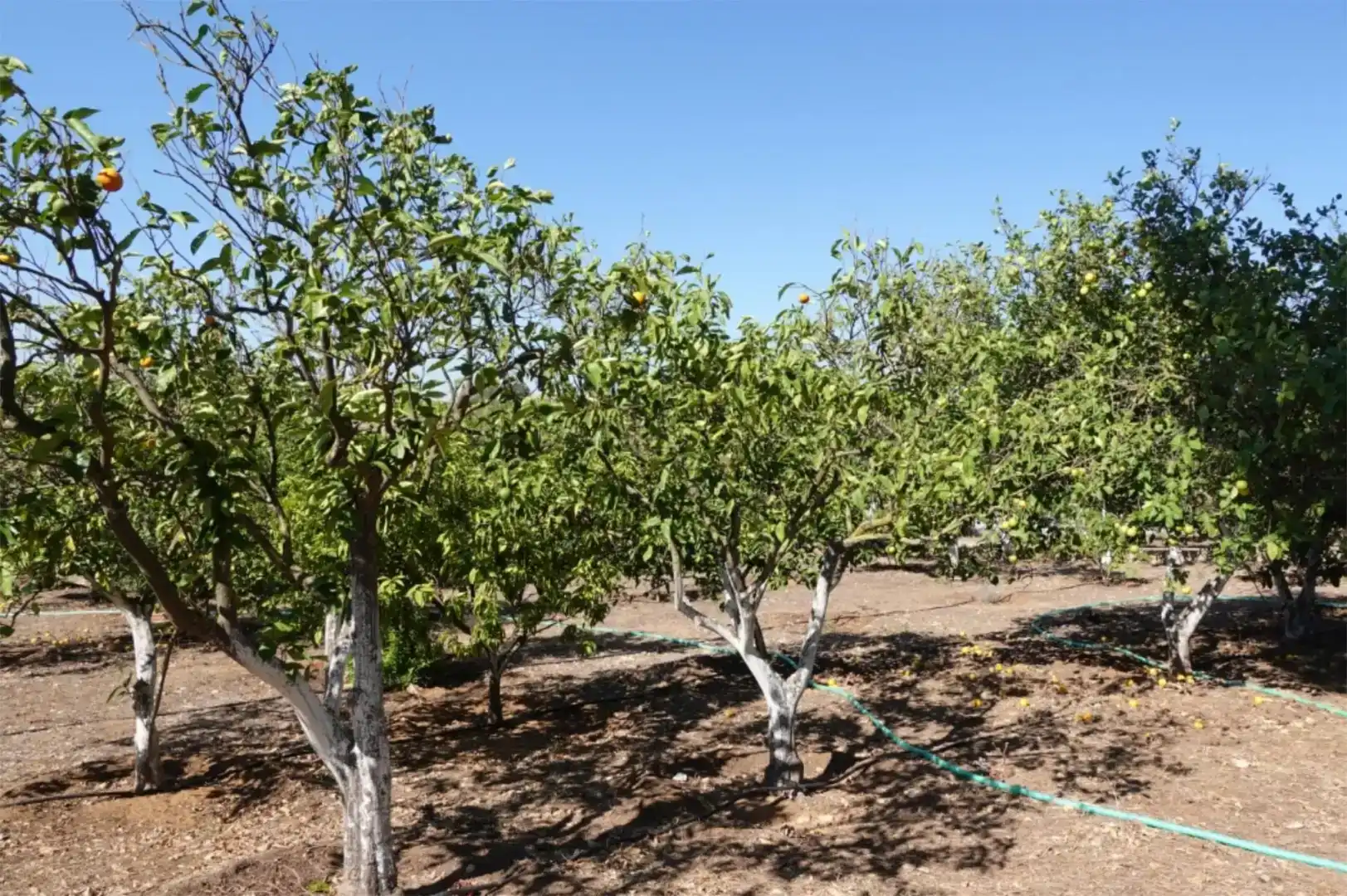 Jardí de Finca rústica en venda en Benalup-Casas Viejas, Cádiz