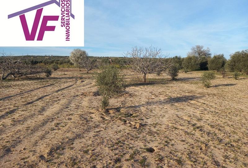 Photo 1 of Land for sale in Cebolla, Toledo