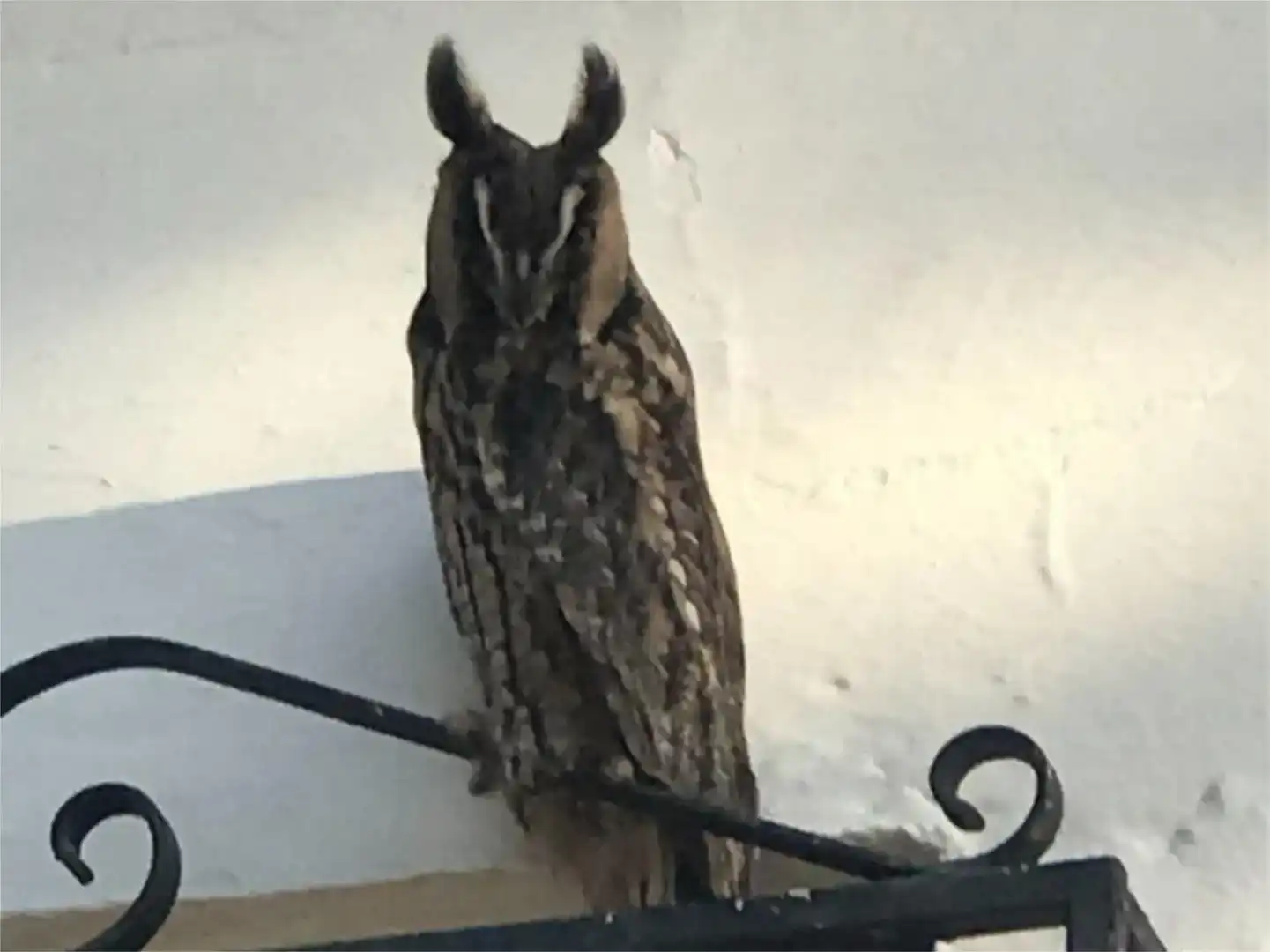 Jardí de Finca rústica en venda en Gilena amb Aire condicionat i Piscina