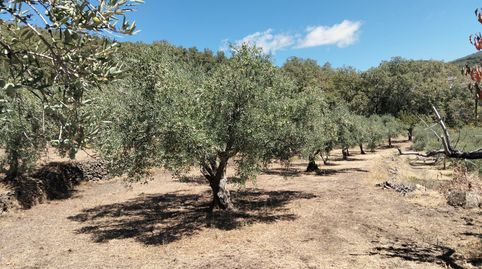VENTA DE FINCA EN EL VALLE DEL JERTE
