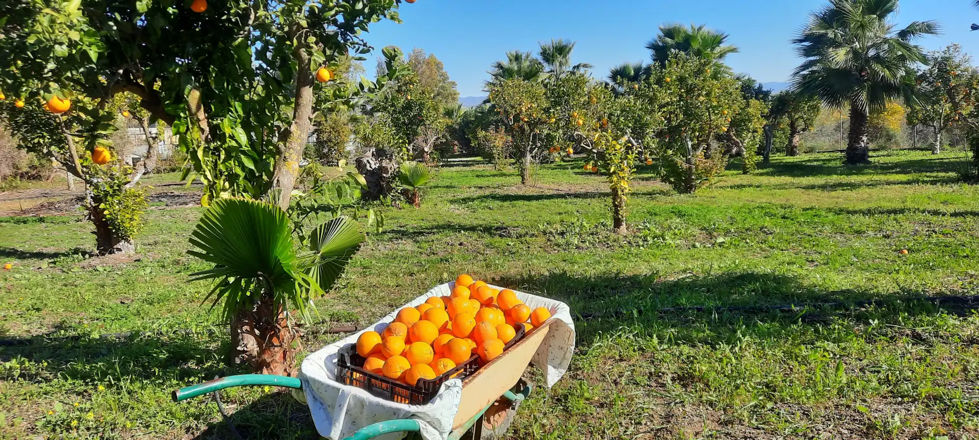 Jardí de Casa o xalet en venda en Alhaurín de la Torre amb Jardí privat, Terrassa i Piscina