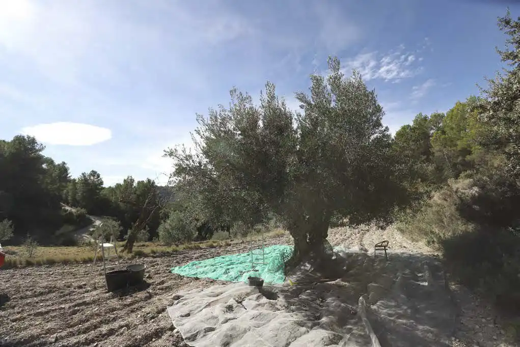 Casa rústica en venta en Torremanzanas / La Torre de les Maçanes, imagen 4