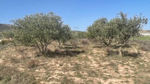 Finca cerca del pueblo, immagine 2
