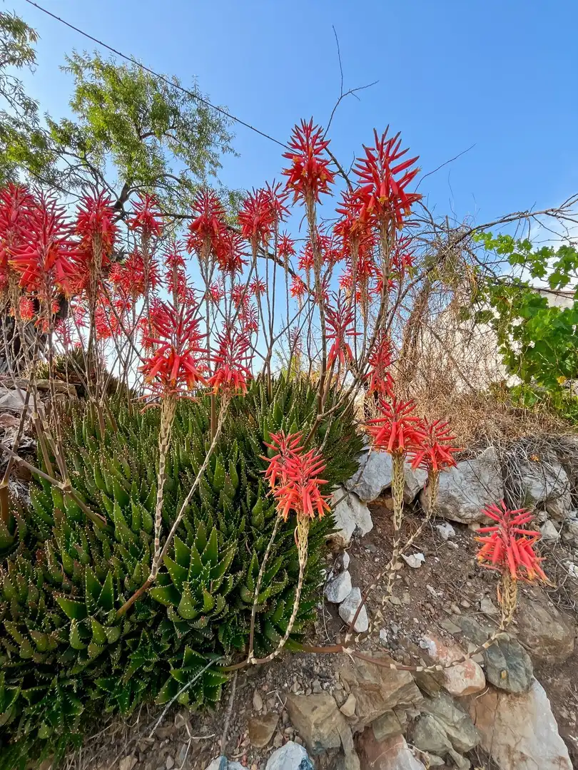 Garden of Country homes for sale in Comares