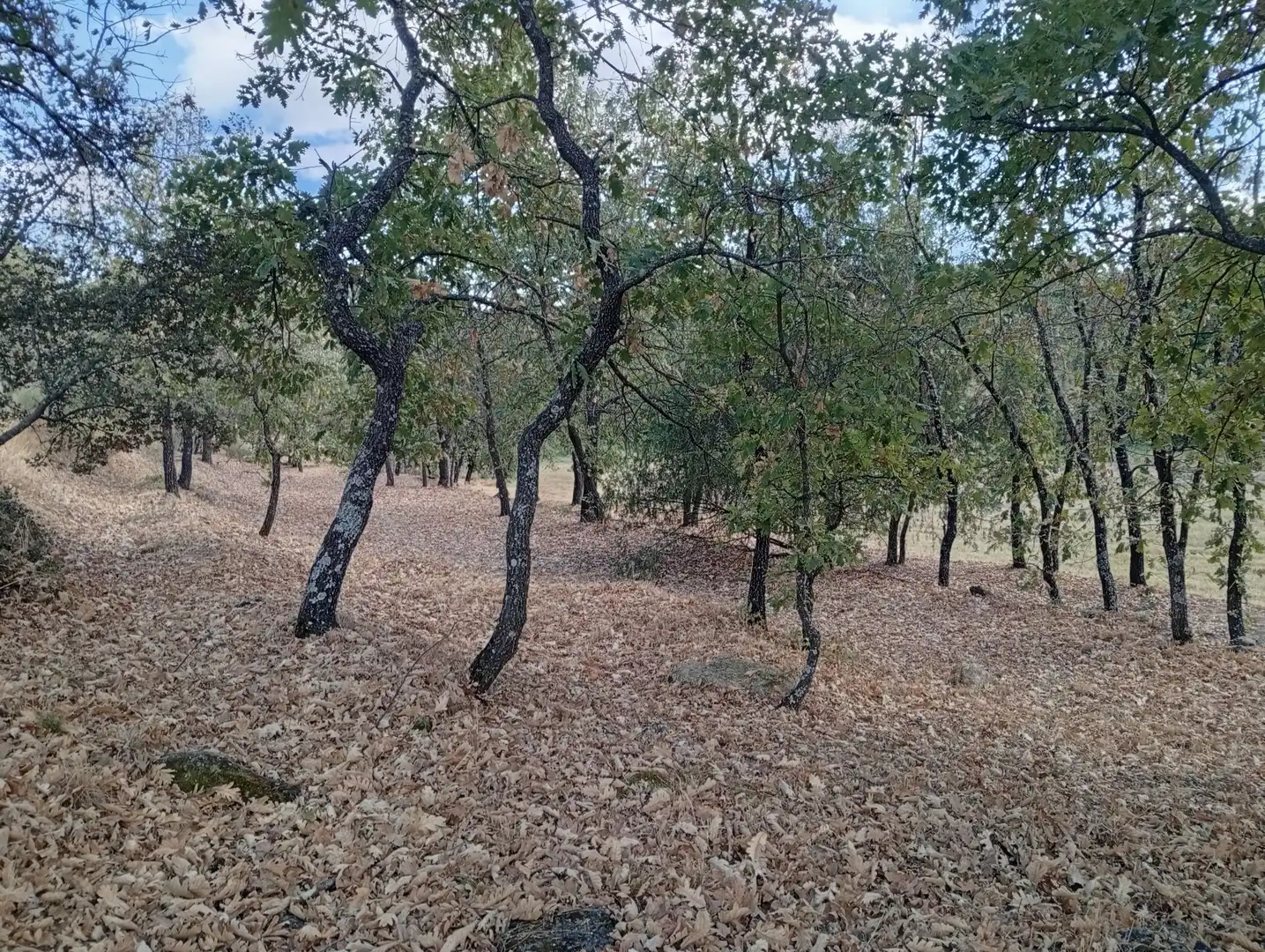 Terreni e lotti in vendita a Villanueva de la Vera, imagen 106