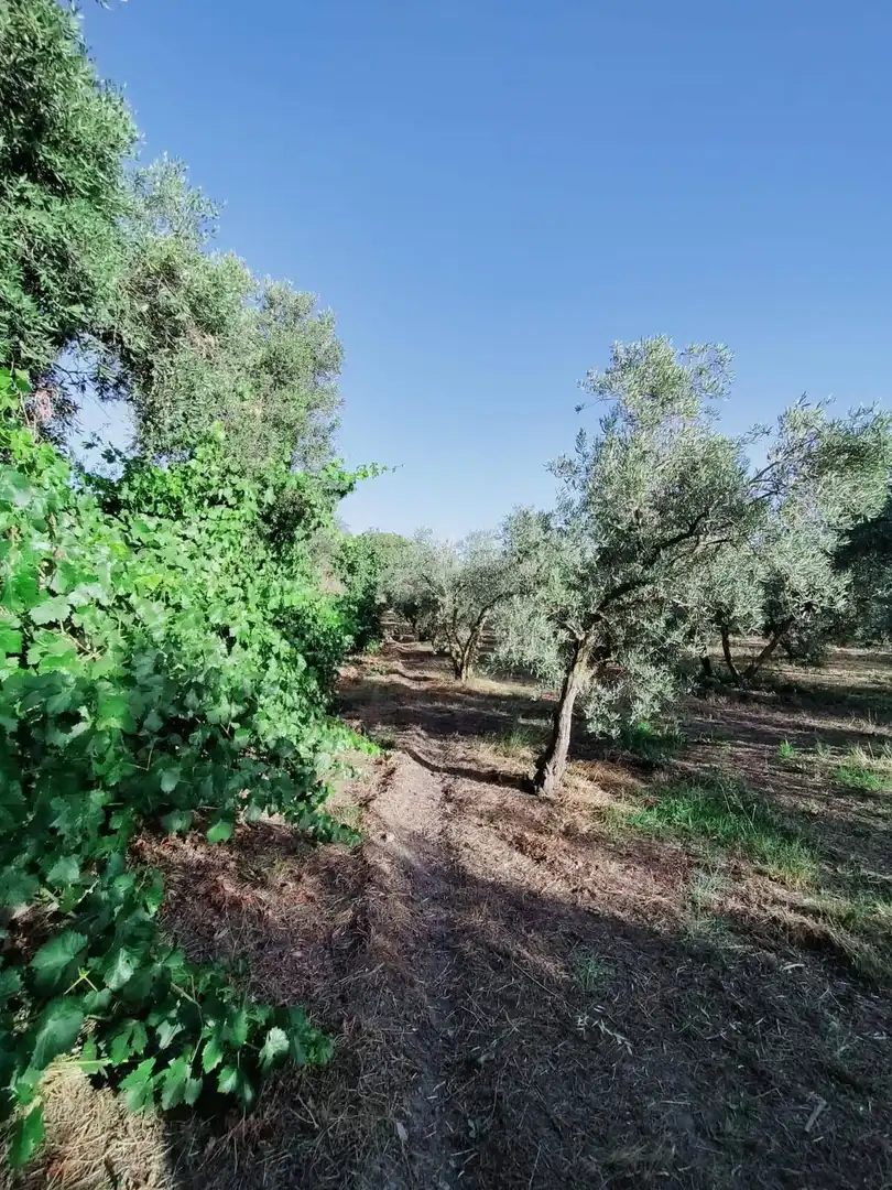 Lands and plots for sale in Nigüelas, imagen 19