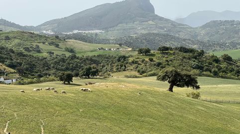 Suelo Agropecuario Ganadero Olvera  Sierra de Cadiz, imatge 2