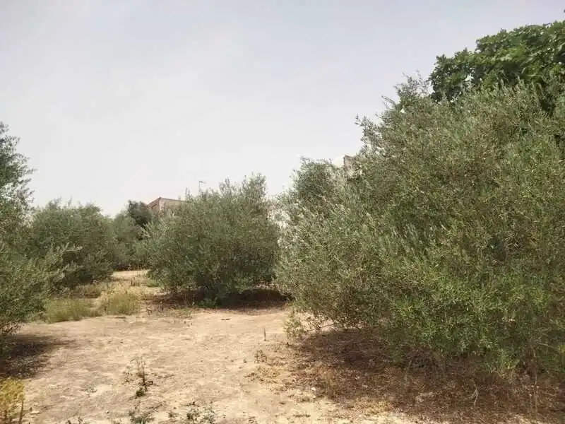Terreni e lotti in vendita a Carretera de Palomares, imagen 36