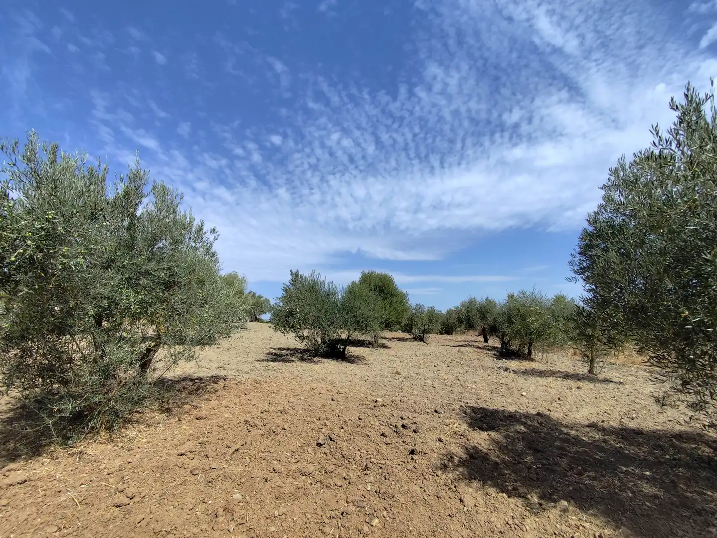 Terrenys i solars en venda a Avenida de España 3D