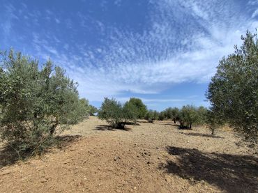 Terreno rustico in vendita a Avenida de España 3D