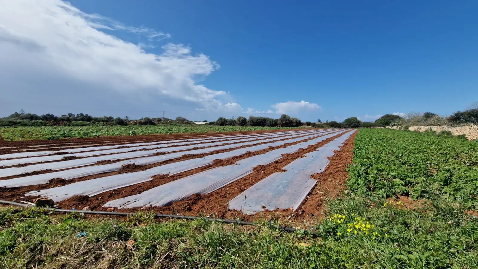 Rural land for sale in Ciutadella, imagen 2