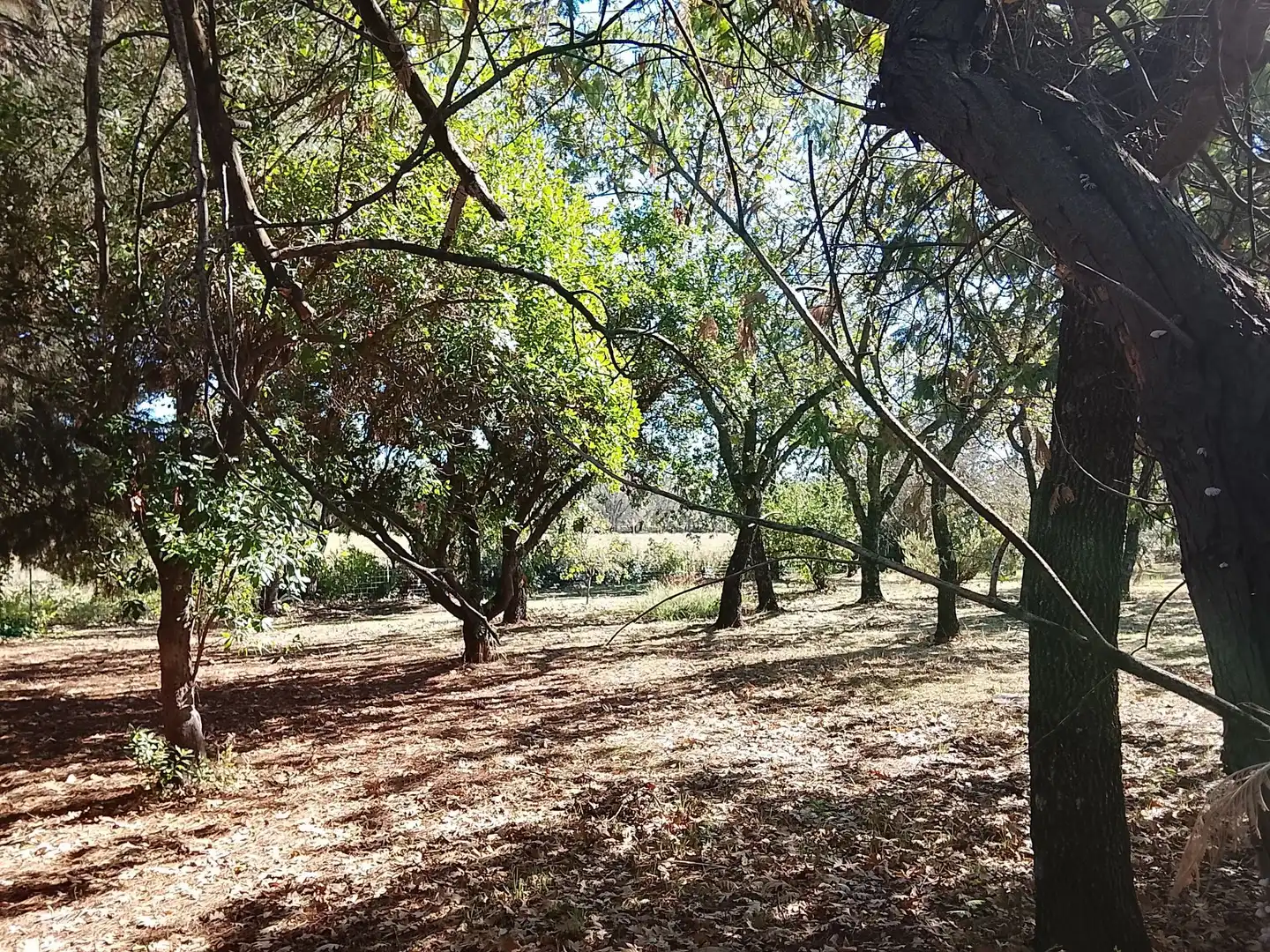 Haus mit Garten zum Verkauf in Madrigal de la Vera, imagen 130