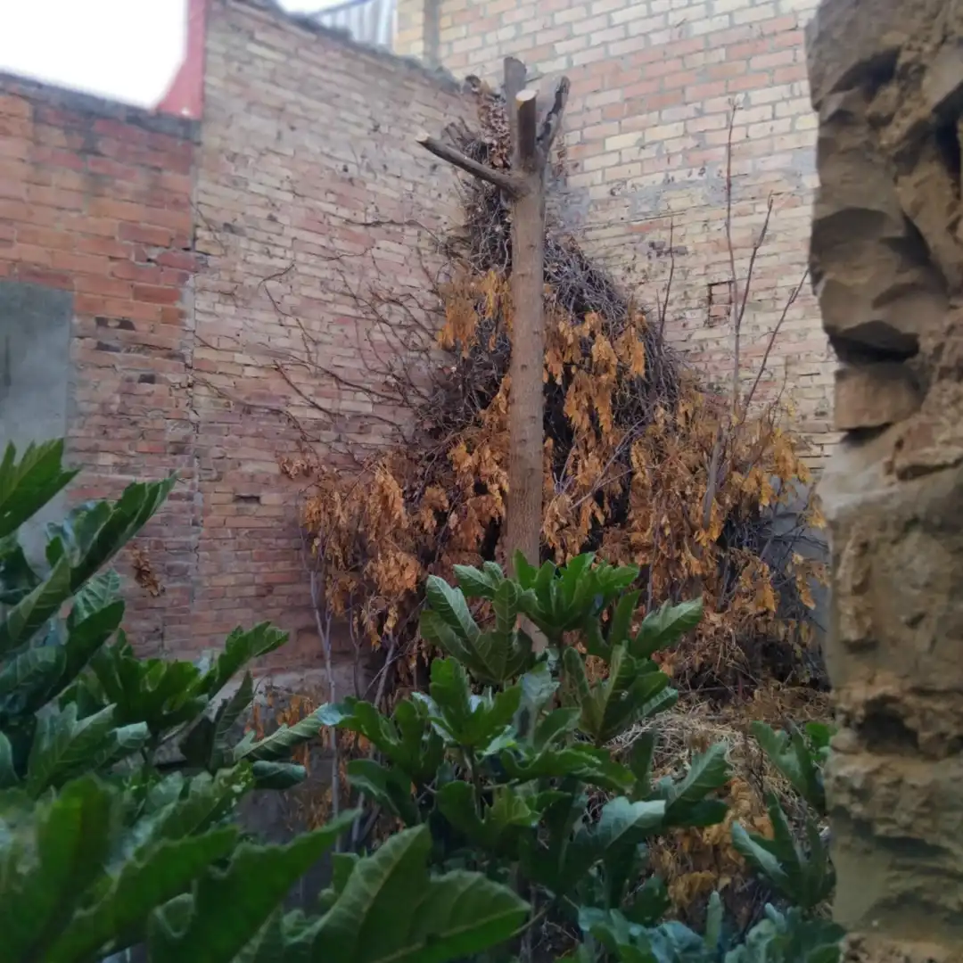 Jardín de Casa o chalet en venta en Tàrrega con Terraza