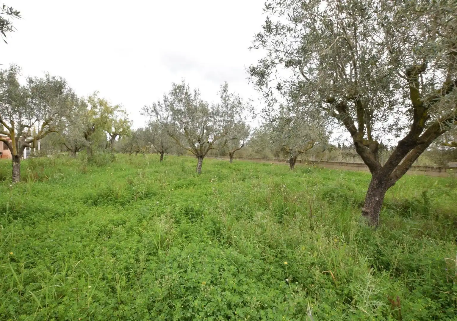 Finca rústica en venta en Santa Eugènia con Jardín privado
