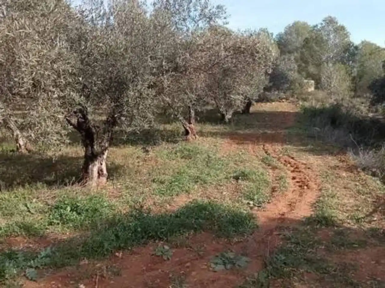Terreno en venta en Guadasséquies